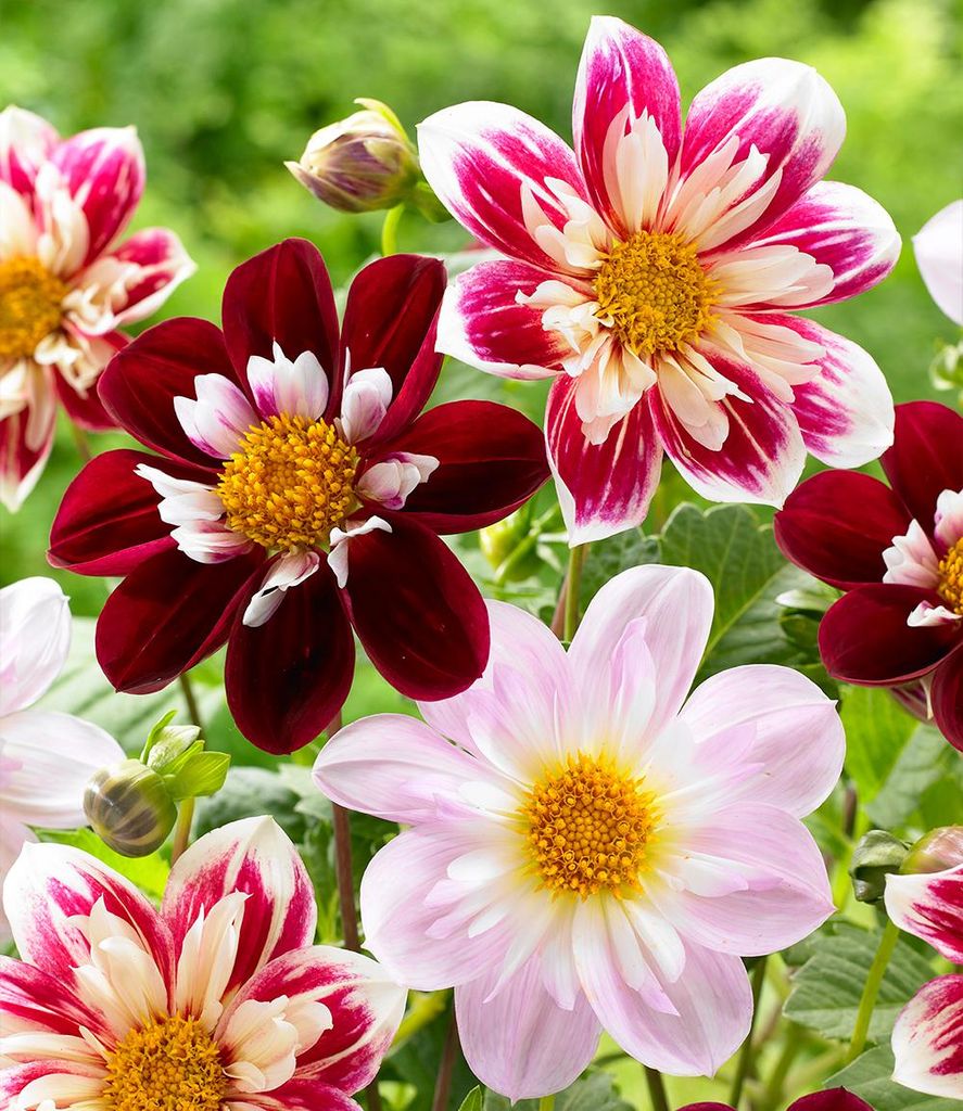 BALDUR Garten 3er Dahlien-Mix 'Favourite Ballet', Knollen Produktbild 