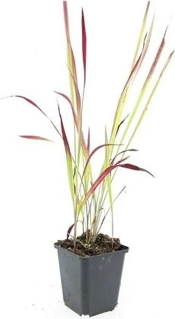 Aménager une Bordure Rouge avec l'Herbe du Japon Imperata - Set de 40 Pots