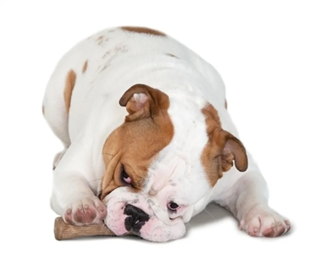 Gioco Cane Petstages Dogwood Medio: Felicità Pura e Sicura per Lui - 8