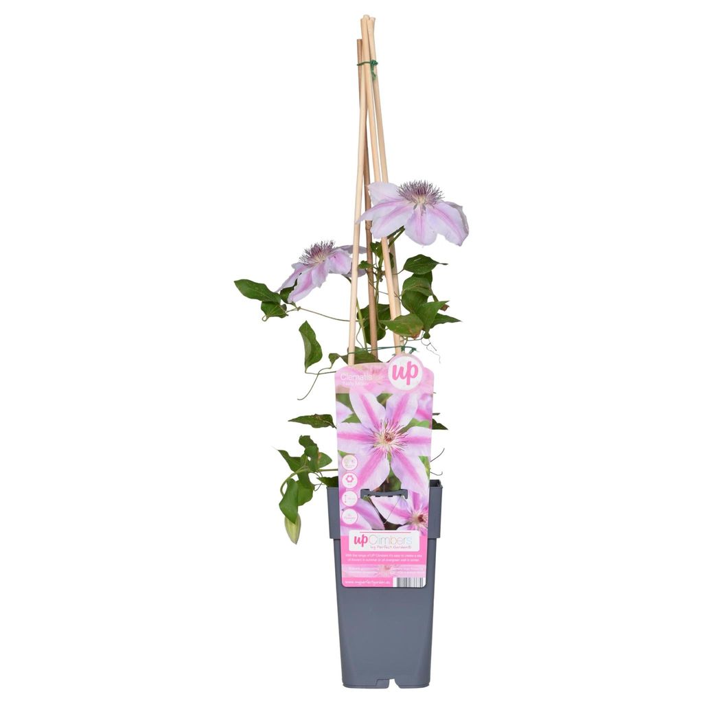 2 x Waldrebe - Clematis 'Nelly Moser' | 50-60 cm in Container