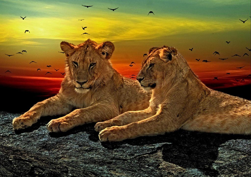 hansepuzzle 16910 - Löwen-Paar Puzzle, 260 Teile, Tierwelt, 41,0 x 28,0cm mit hochwertiger Aufbewahrung, Kartonbox und wiederverschließbarem Beutel