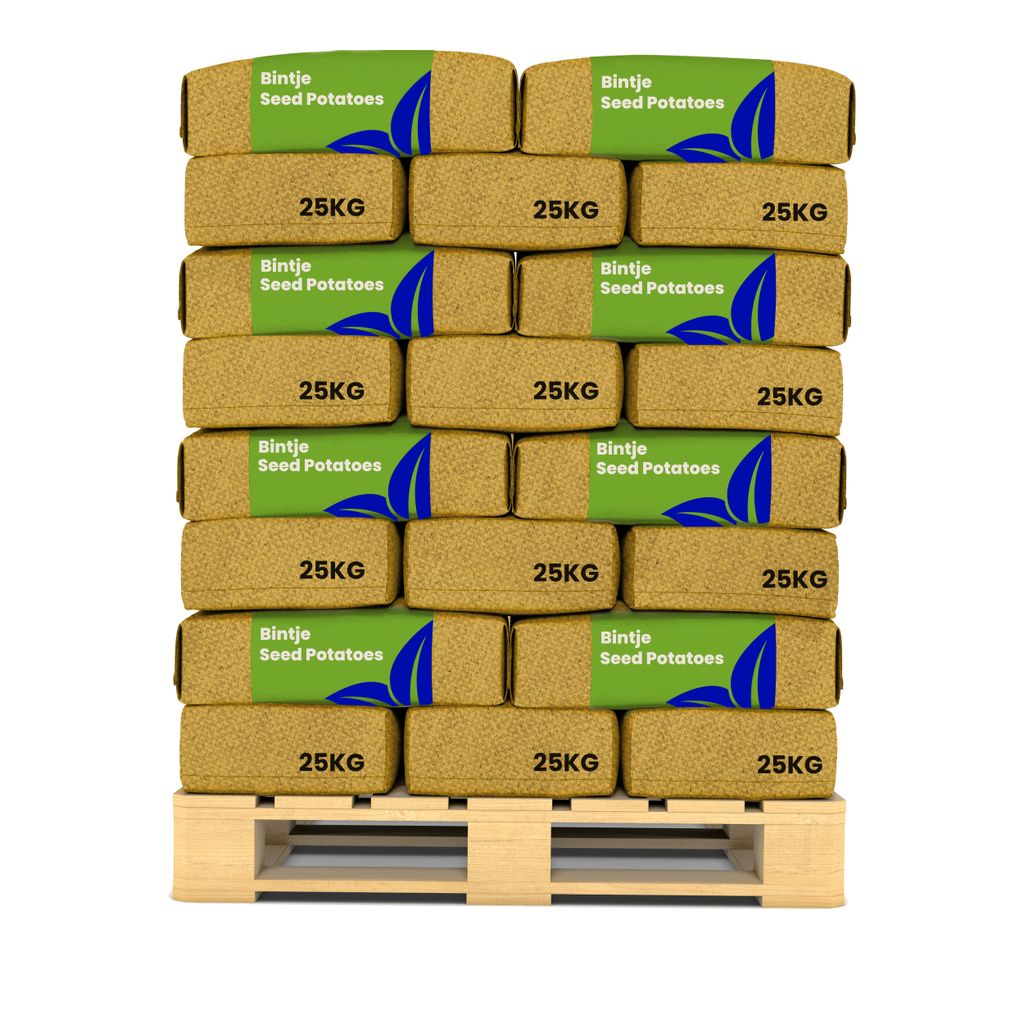 Bintje Pflanzkartoffeln A 28/35 (40x = 1000 kg) - Organifer
