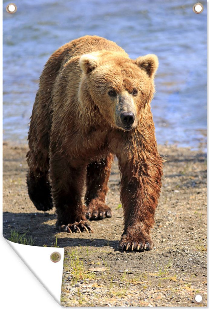 MuchoWow 60x90 cm Outdoor-Poster Gartendeko Sichtschutz Garten Poster für den Garten Grizzly - Wasser - Bär - Land