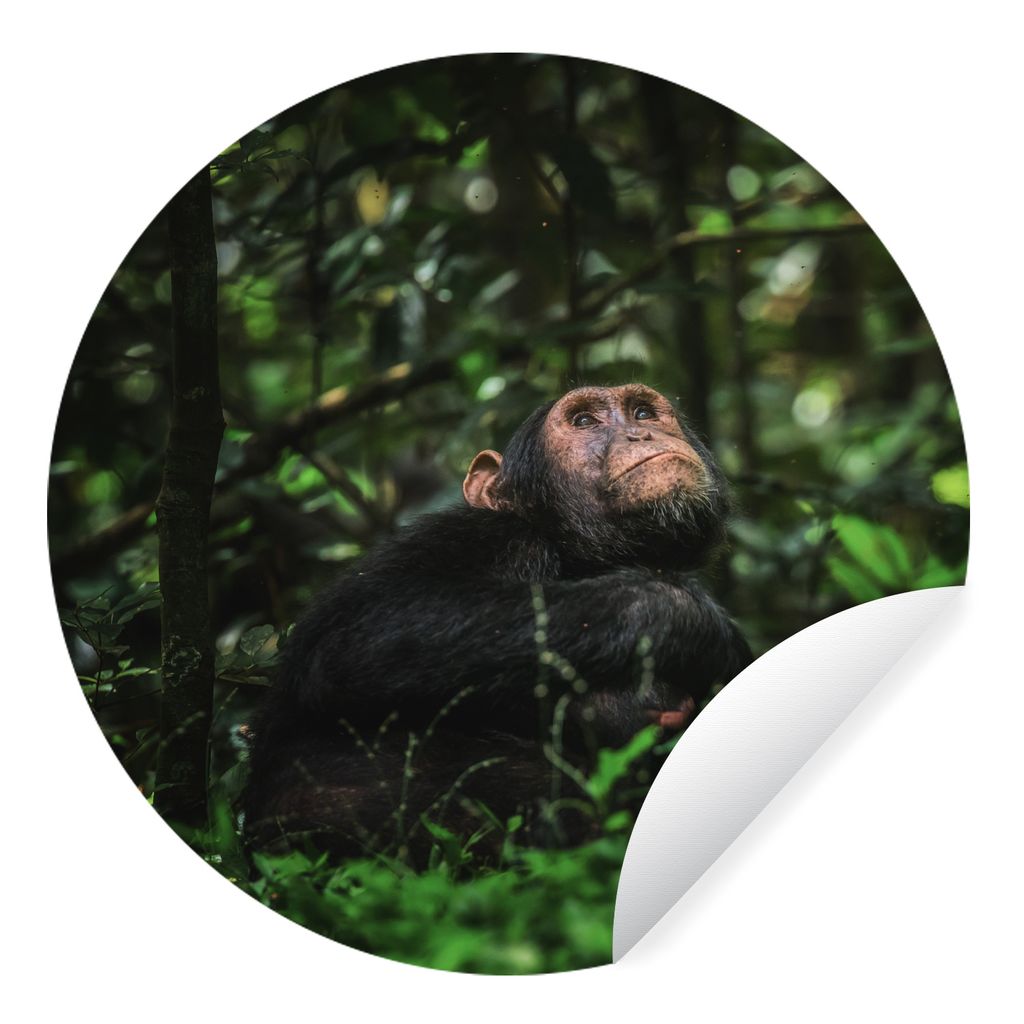 MuchoWow Runde Wandtattoo - Wandsticker Tapete Aufkleber App zwischen Grünpflanzen im Dschungel Ø 50 cm Selbstklebend und Repositionierbar - Wa...