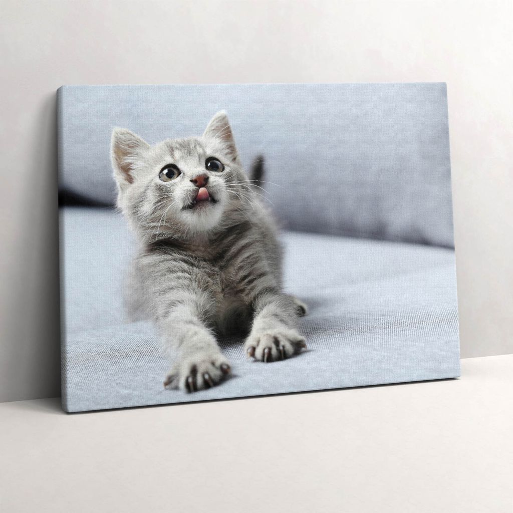 Niedliches kleines Kätzchen auf dem Sofa – Leinwandbild Wandbild – 80x60 cm – Leinwandbilder – Wandbilder – Schlafzimmer – Flur