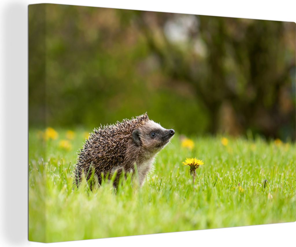 OneMillionCanvasses - Leinwandbilder - 140x90 cm, Igel in einem Feld mit Löwenzahn sitzend, Wandbilder Kunstdruck Wanddekoration
