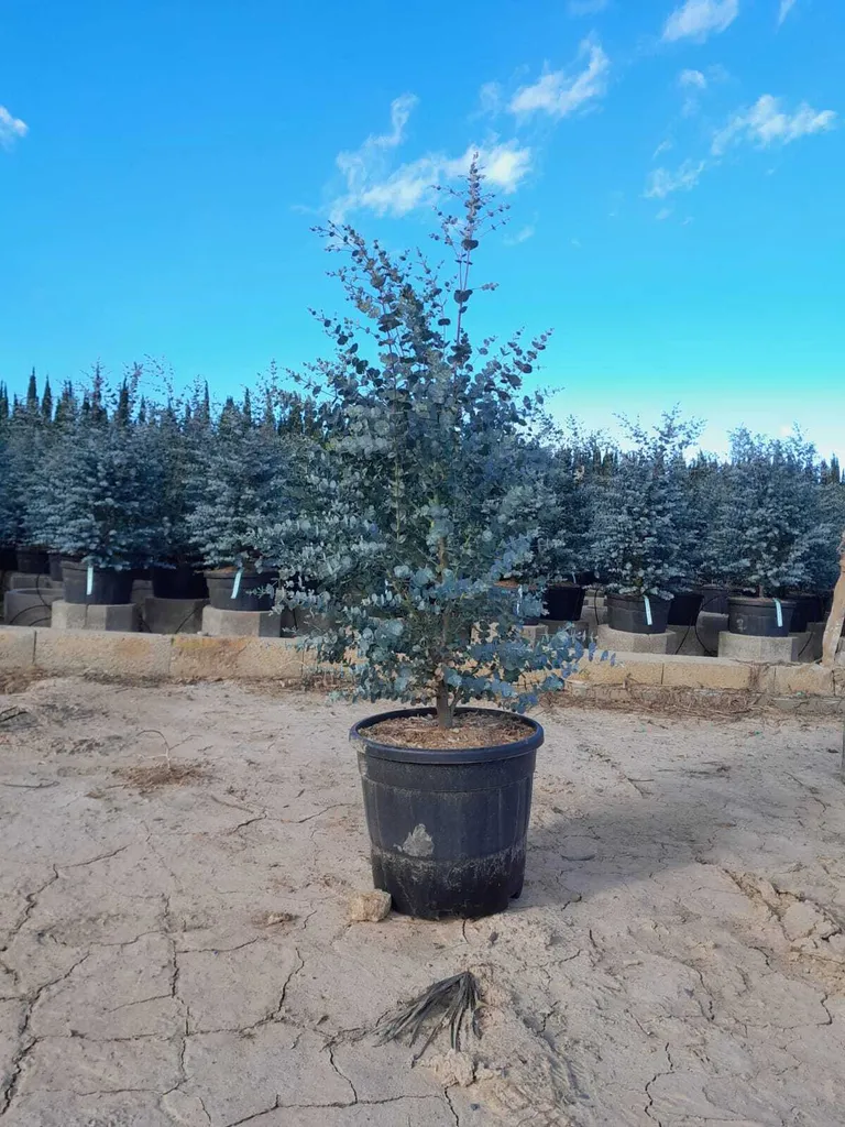 Eucalyptus gunnii Azura 140 cm : arbre rustique bleu, feuillage persistant