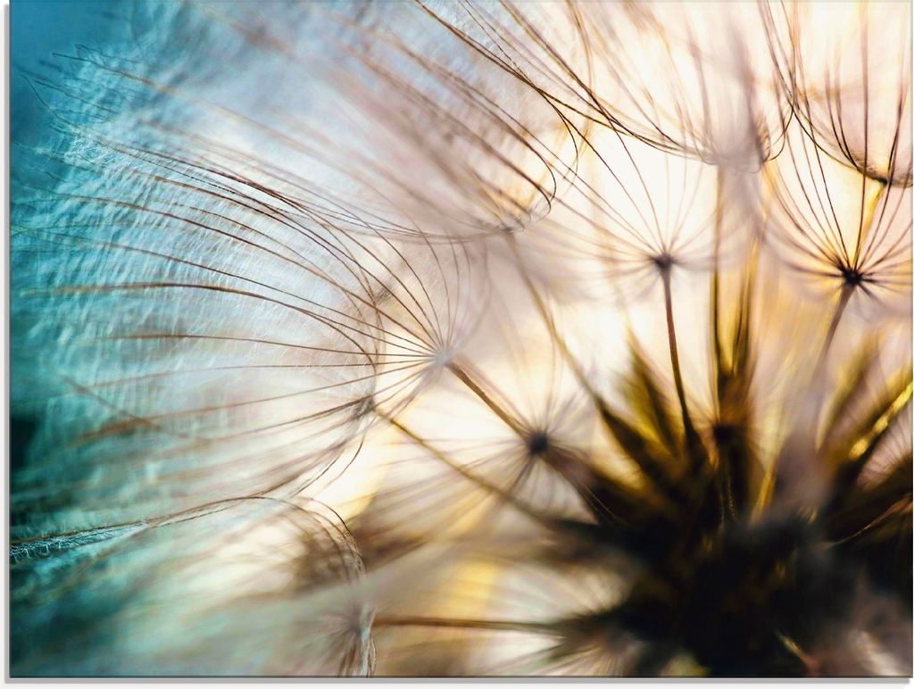ARTland Glasbild Pusteblume Makro abstrakt Größe: 60x45 cm