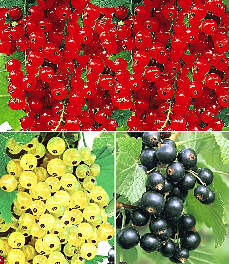 BALDUR Garten 3er Johannisbeer-Kollektion schwarz, rot + Produktbild 