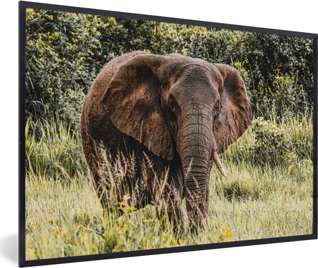 MuchoWow MuchoWow Gerahmtes Poster Elefant - Natur - Gras 90x60 cm - Poster mit zchwarzem Bilderrahmen - Fotorahmen - Foto-Plakat