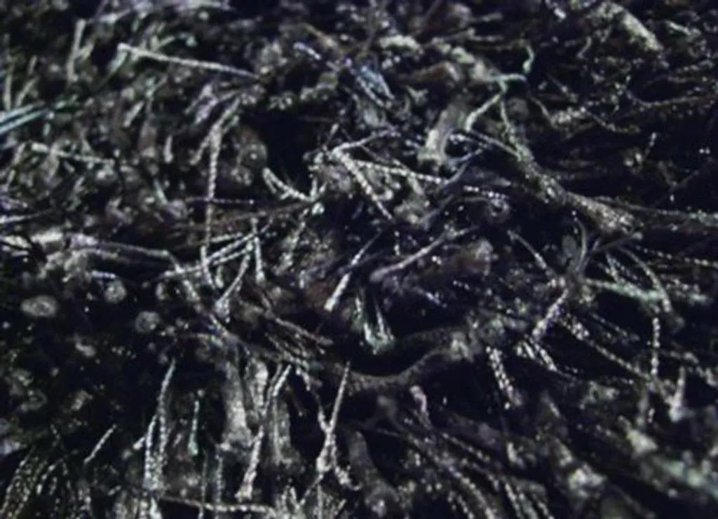 Tapis Shaggy noir Shrubs 03 - 200x300 cm - Fibre douce et haute densité
