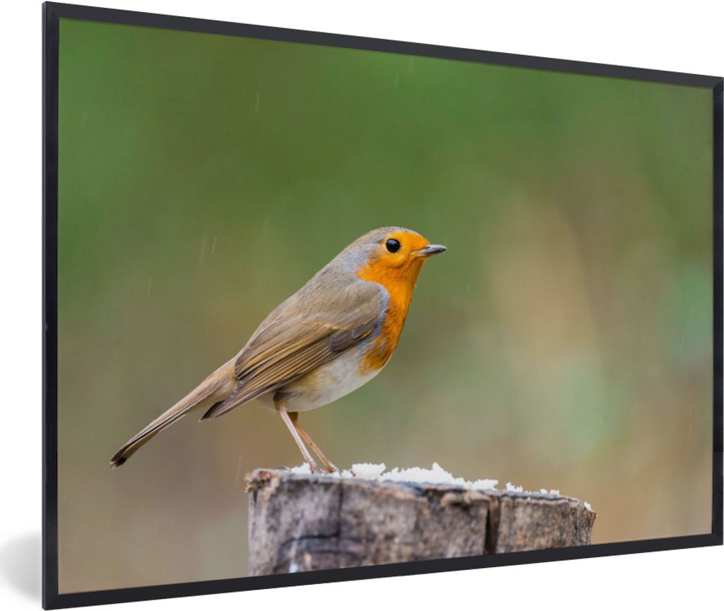 MuchoWow Gerahmtes Poster Tiere - Vogel - Rotkehlchen 90x60 cm - Poster mit Schwarzem Bilderrahmen Wandposter Rahmen Foto Bilder - Fotorahmen - F...