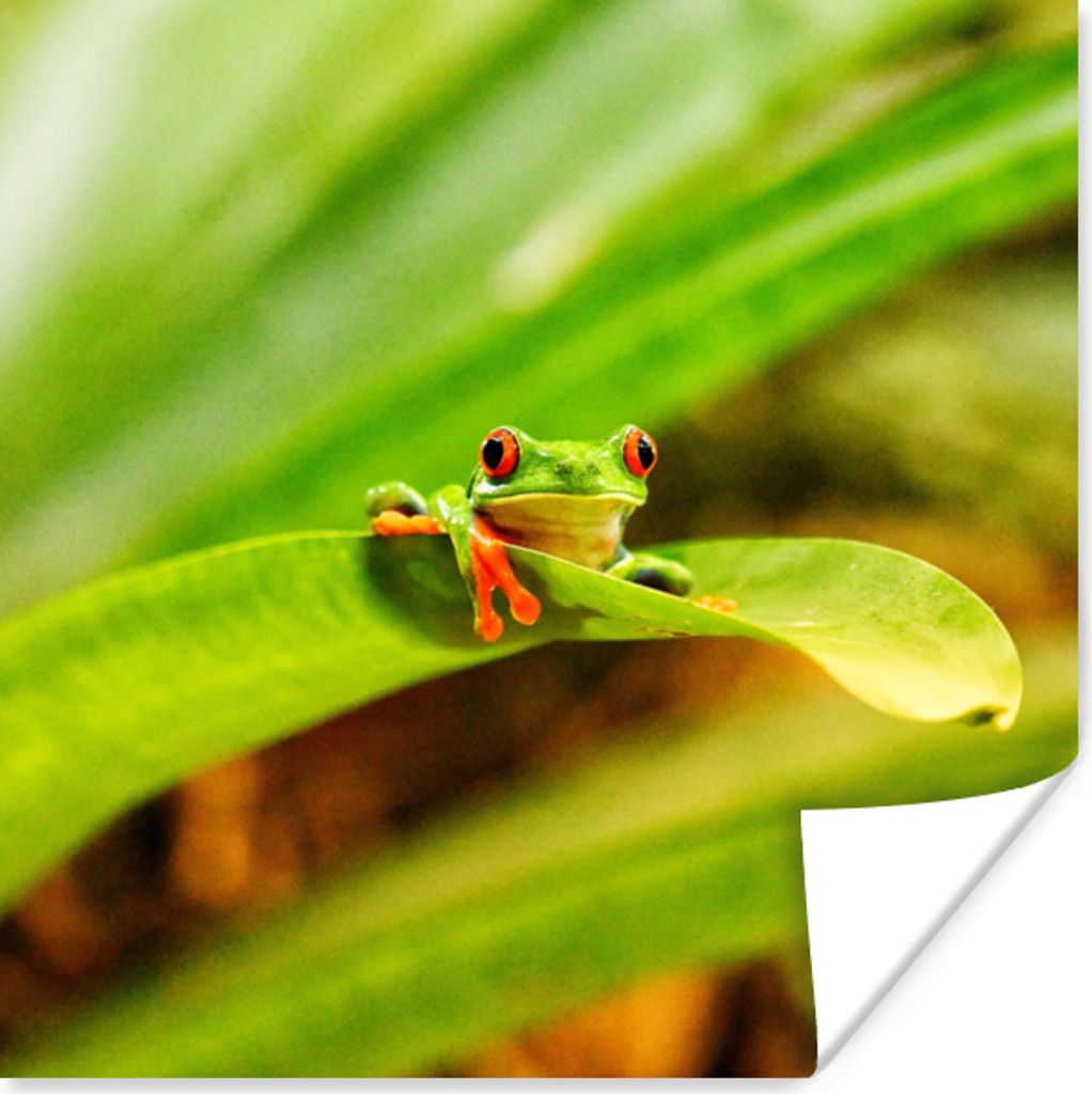 MuchoWow Poster Rotaugenmakak-Frosch zwischen den Blättern in Costa Rica 100x100 cm - Babyzimmer