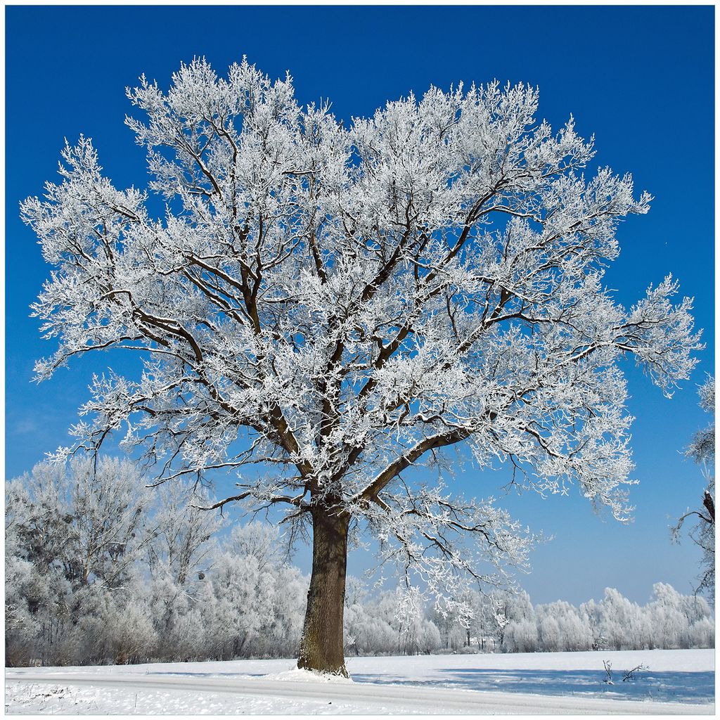 Wallario Wandbild aus Acryl, 50 x 50 cm, freischwebende Optik - Schneebedeckter Baum mit blauen Himmel
