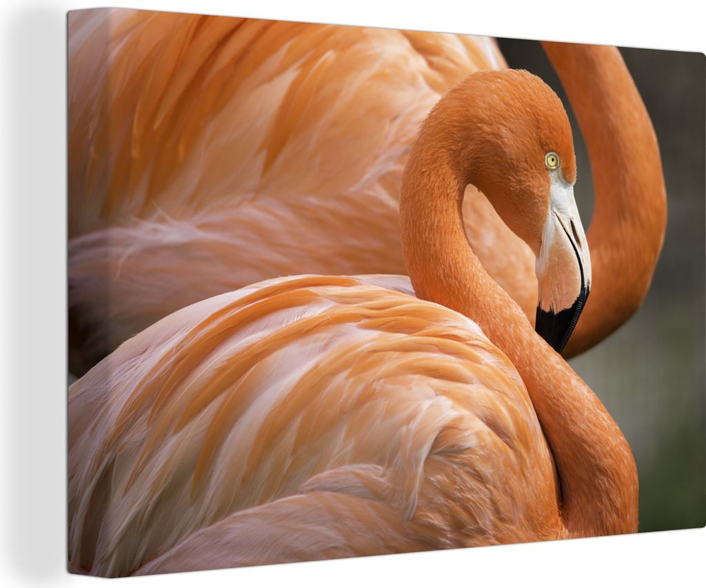 OneMillionCanvasses - Leinwandbilder - 150x100 cm, Flamingo im Nahbereich, Wandbilder Kunstdruck Wanddekoration