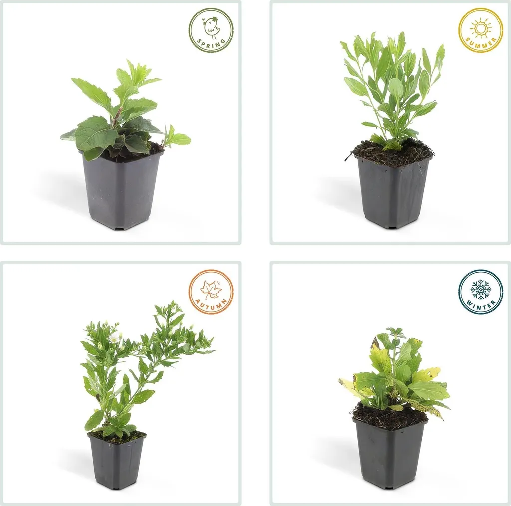 Aménager un massif d'automne avec 6 Asters ageratoides Ashvi blancs - 5