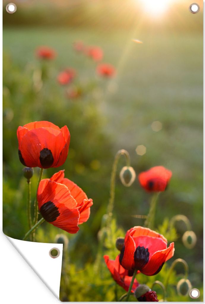 MuchoWow 40x60 cm Outdoor-Poster Gartendeko Sichtschutz Garten Poster für den Garten Mohnblumen bei Sonnenuntergang