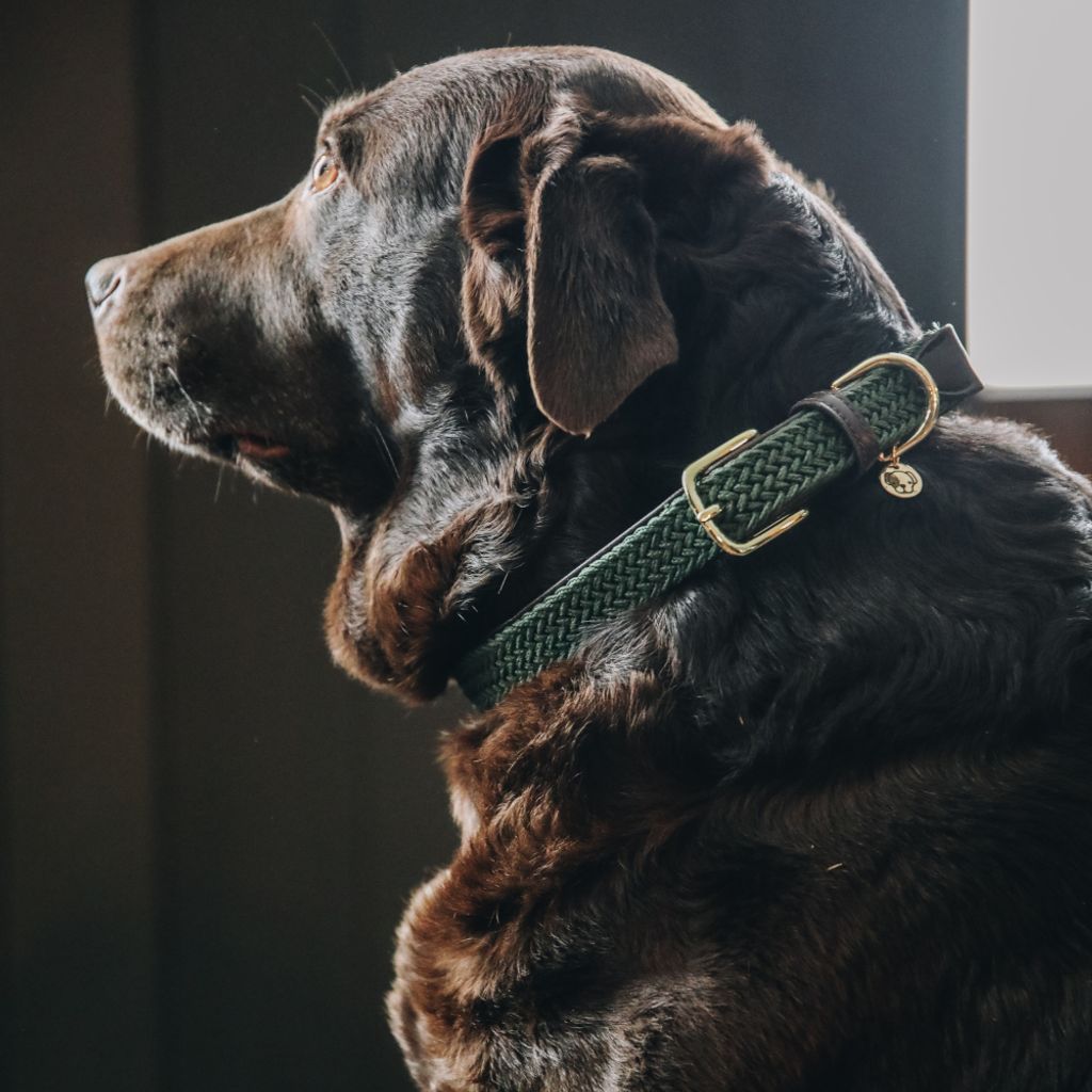 Kentucky Dogwear Hundehalsband Geflochten Nylon Olive Green L