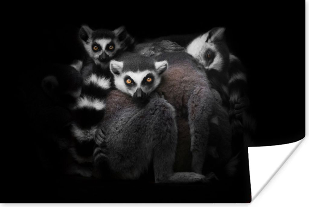 MuchoWow Poster Tiere - Lemur - Schwarz - Weiß - Porträt 60x40 cm - Schlafzimmerdekoration
