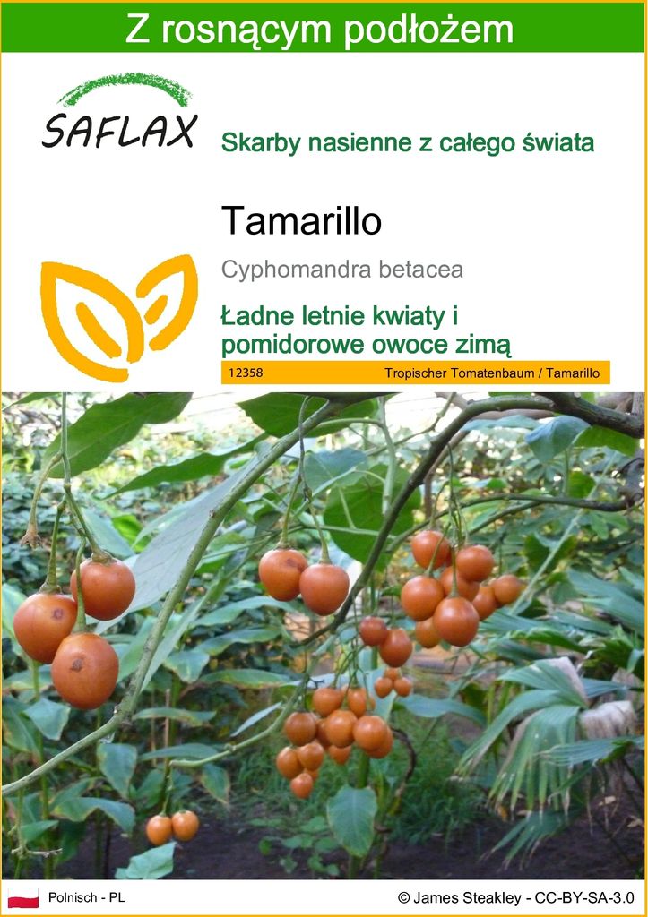 SAFLAX - Tamarillo - 50 Nasiona - Z podłożem uprawowym Zdjęcie produktu 