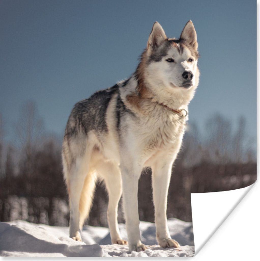 MuchoWow Poster Husky im Schnee 100x100 cm - Babyzimmer
