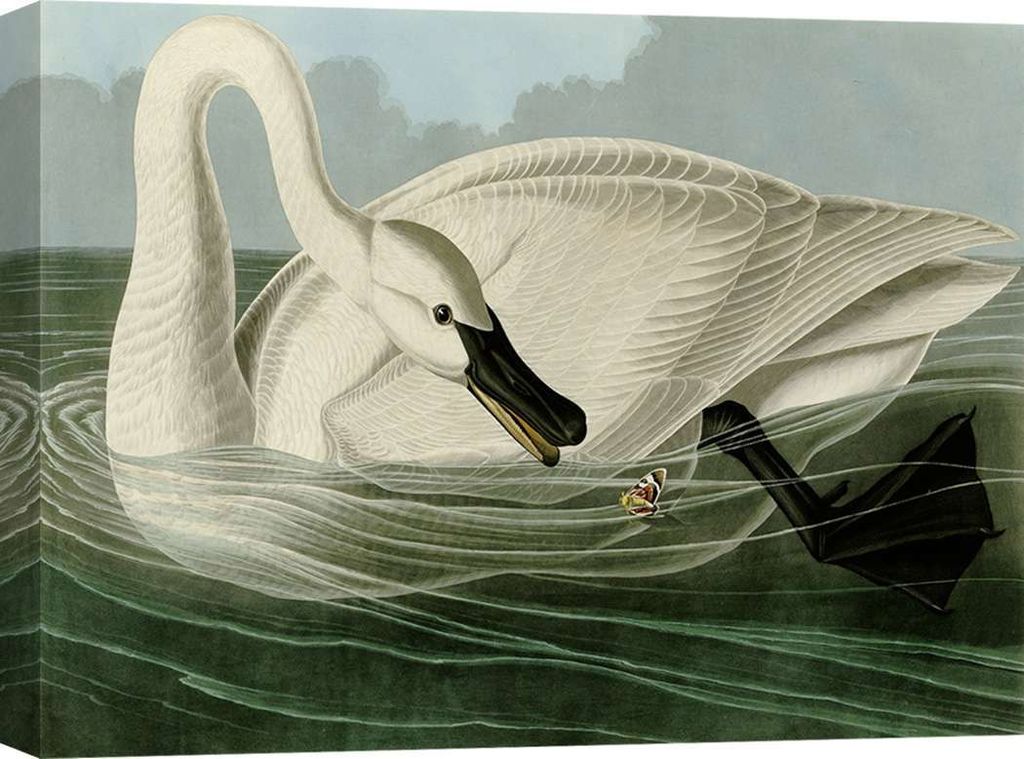 Leinwandbild mit Vögeln - John James Audubon, Trumpeter Swan – 60x40 cm