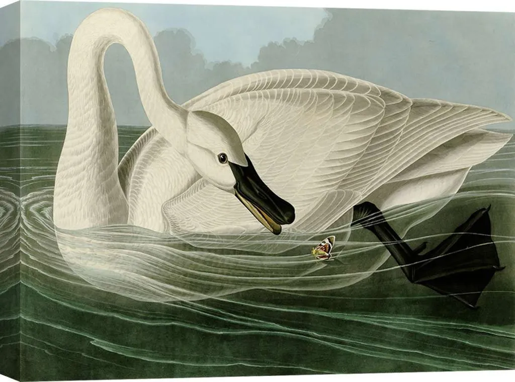 Tableau Déco Oiseaux : Toile Trumpeter Swan Audubon Format Moyen 60x40