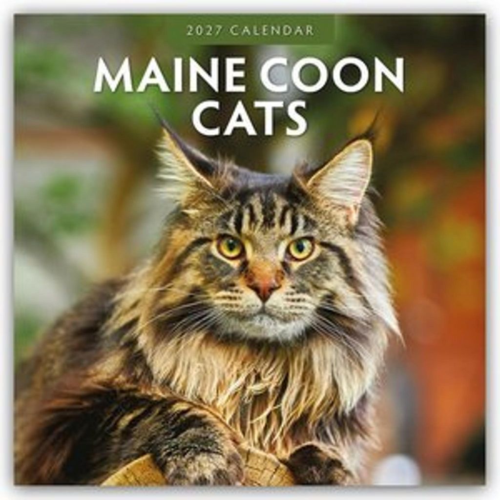 Maine Coon Cats - Maine Coon Katzen 2027 - Produktbild 