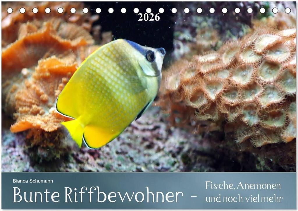 Bunte Riffbewohner - Fische, Anemonen und noch viel mehr (Tischkalender 2026 DIN A5 quer), CALVENDO Monatskalender