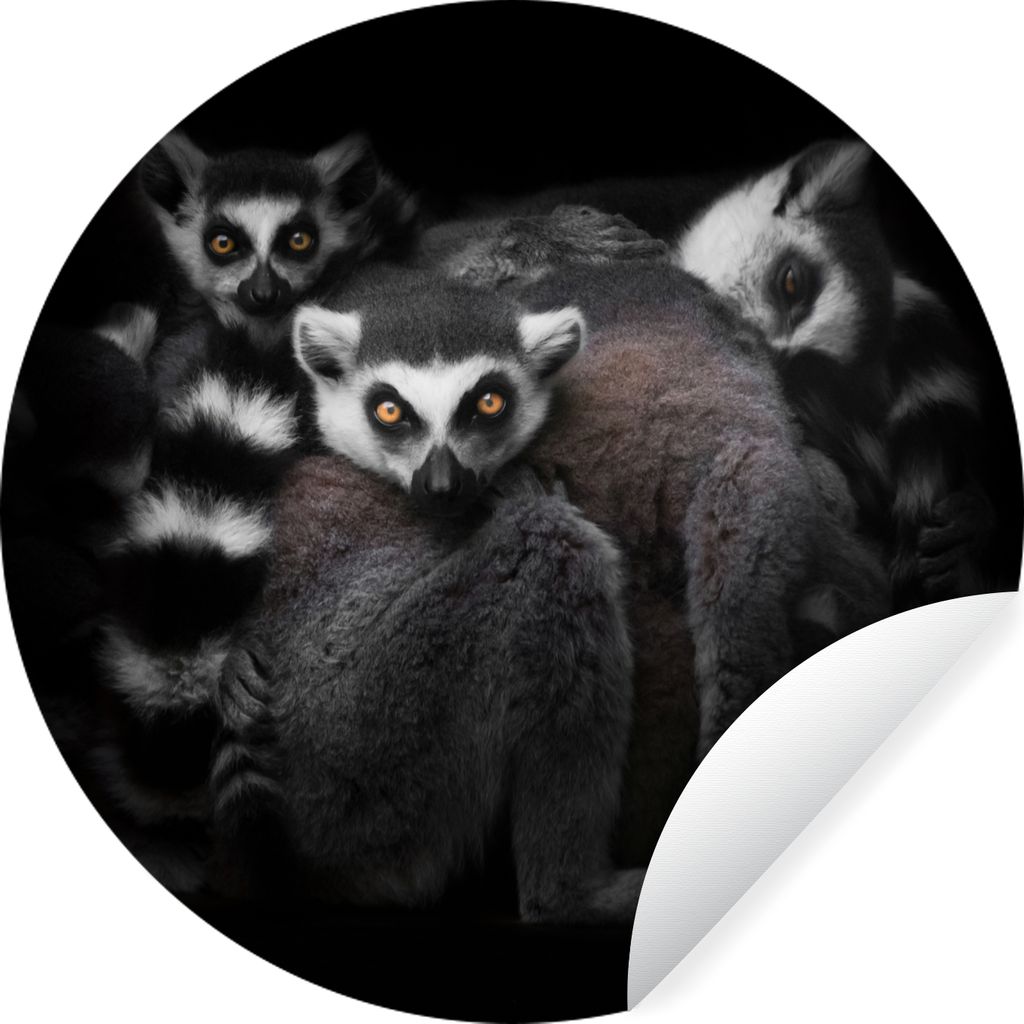 MuchoWow Runde Wandtattoo - Wandsticker Tapete Aufkleber Tiere - Lemur - Schwarz - Weiß - Porträt Ø 100 cm Selbstklebend und Repositionierbar ...