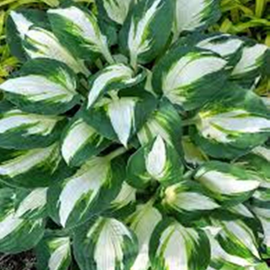 Hosta Funkia Vulcan 1 pièce Plantule Plantules Hostas Image du produit 