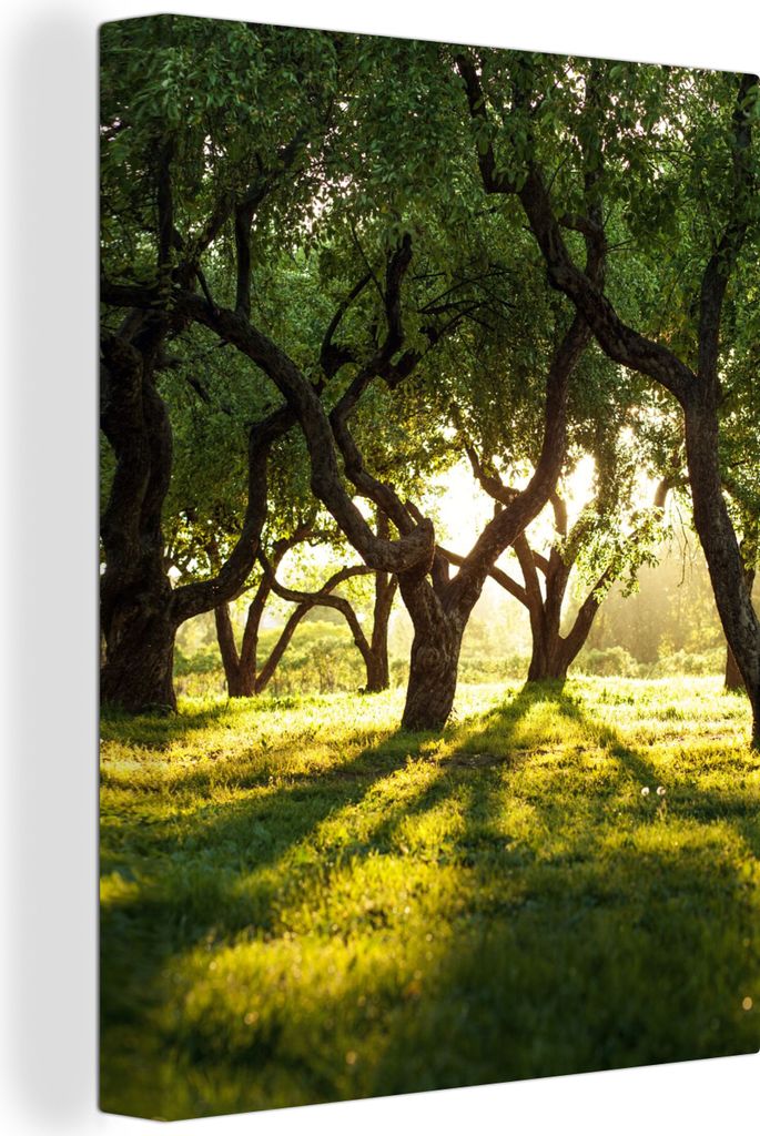 MuchoWow - Leinwandbilder - Bäume - Natur - Sonne, Wandbild, Wanddeko Bilder Wohnzimmer, 30x40 cm