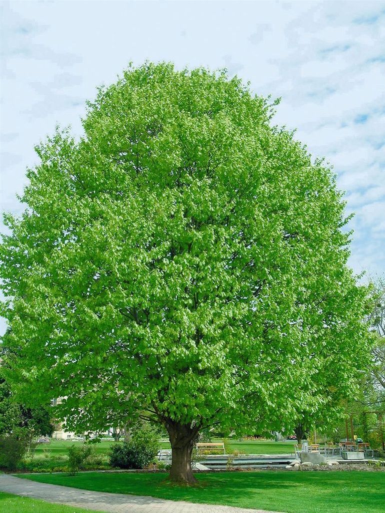 Fagus sylvatica, Rotbuche, 125150 cm Strucher & Bume