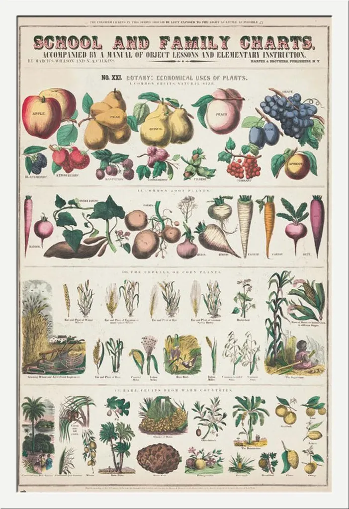 Didattica - Poster - Frutta e verdura + cornice rimovibile, Shinsuke® Maxi MDF bianco, vetro acrilico