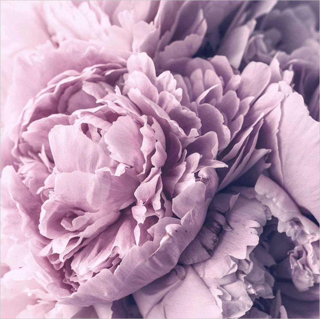 Fototapete Blumen - Vliestapete - Bildtapete UV-beständig Rose violett Landhaus Wandtapete geruchsfrei