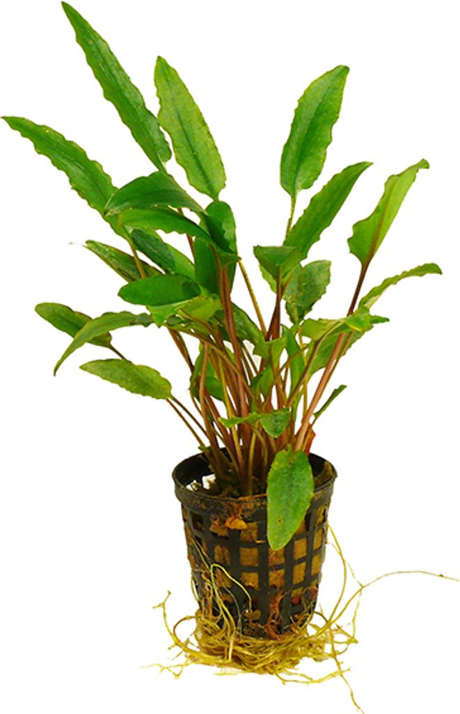 3 Töpfe Cryptocoryne Wendtii "Green" - 1A-Qualität!
