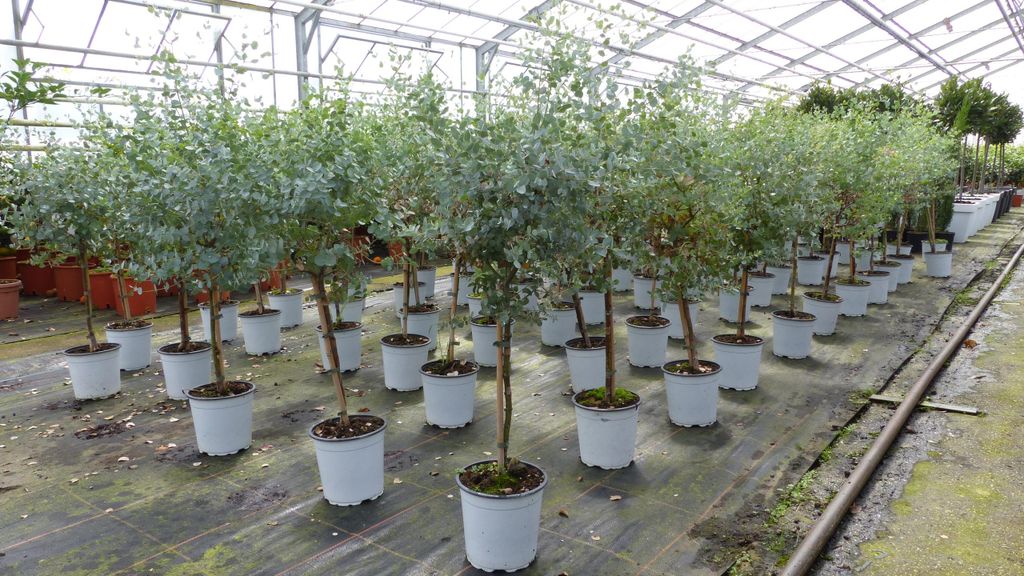 Eucalyptus Gunni Stamm Eukalyptusbaum, 70 - 90 cm, Pflanze Produktbild 