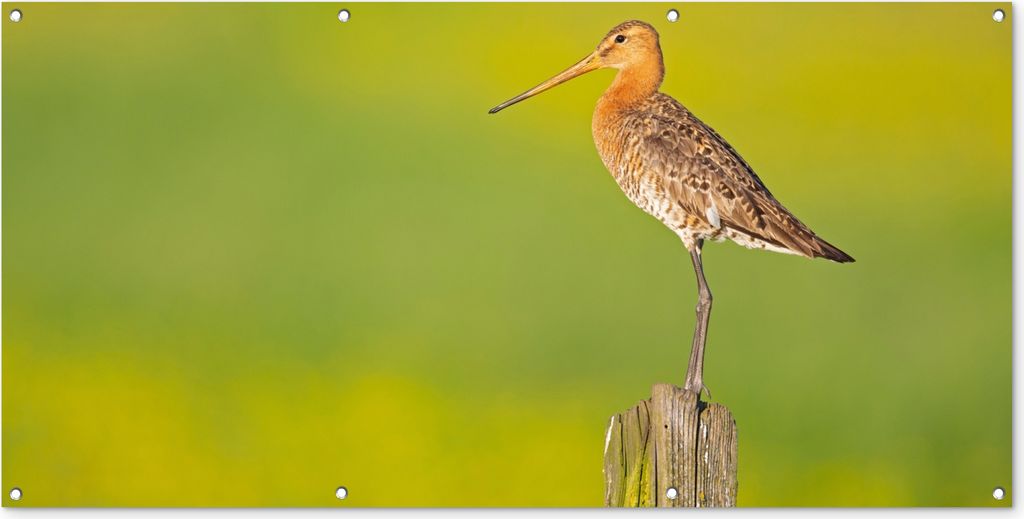 MuchoWow 160x80 cm Outdoor-Poster Gartendeko Sichtschutz Garten Poster für den Garten Vogel - Tiere - Uferschnepfe - Pfahl - Grün