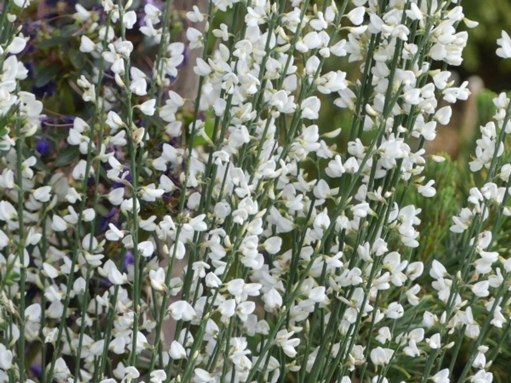 Cytisus scoparius White Lion - Edelginster - 40-60
