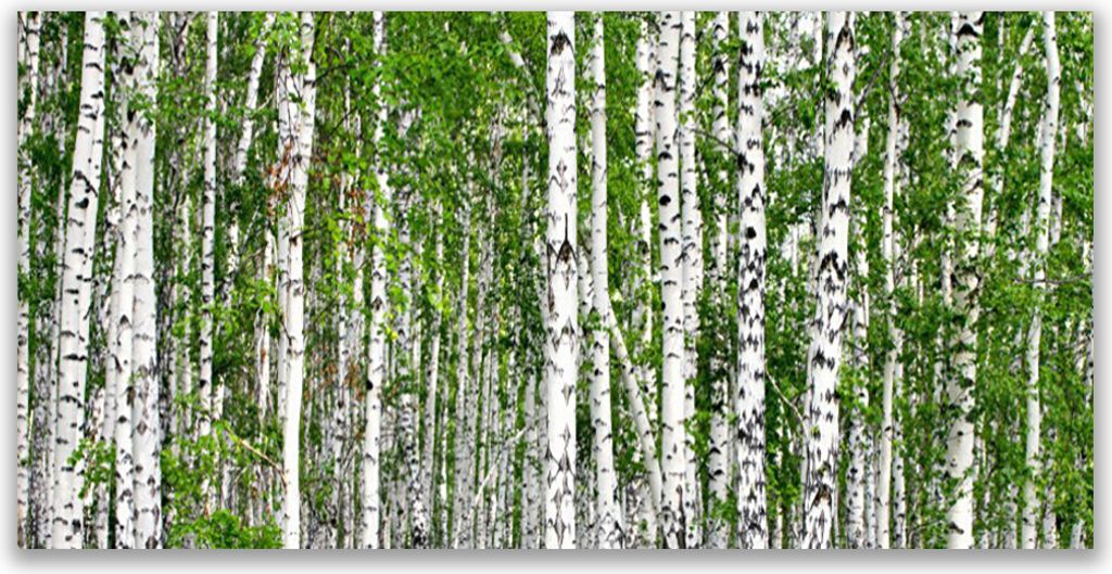 Tulup Leinwand-Bilder 140x70 Wandbild Canvas Kunstdruck Birken Wald Bäume Natur