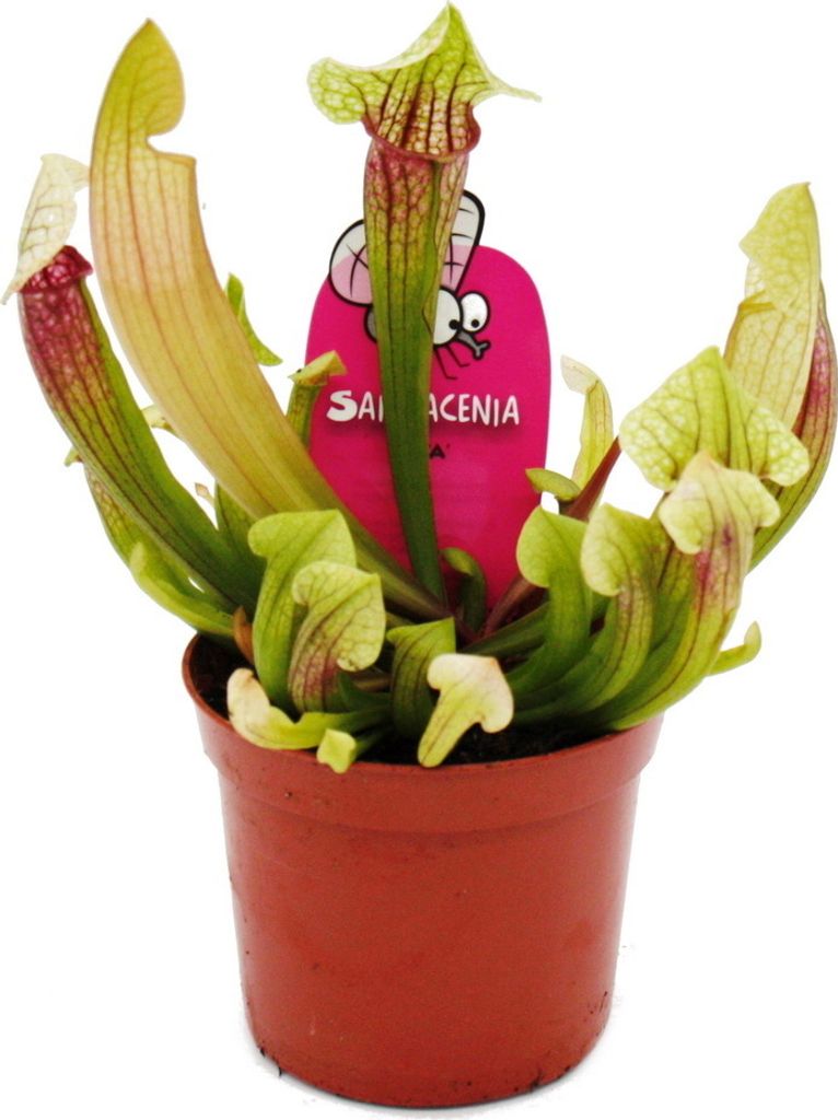 Schlauchpflanze - Sarracenia "Eva" - Fleischfressende Pflanze - 9cm Topf