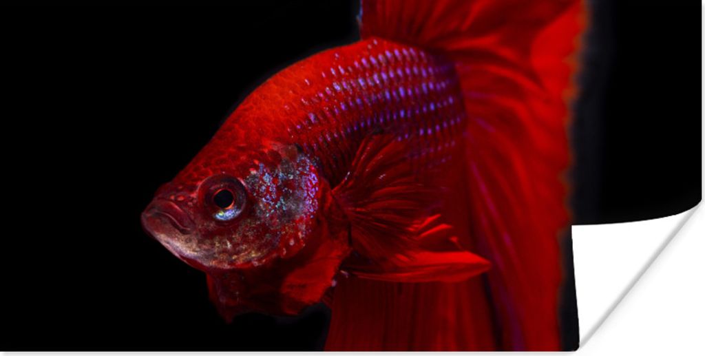 MuchoWow Poster Fische - Tiere - Rot 150x75 cm