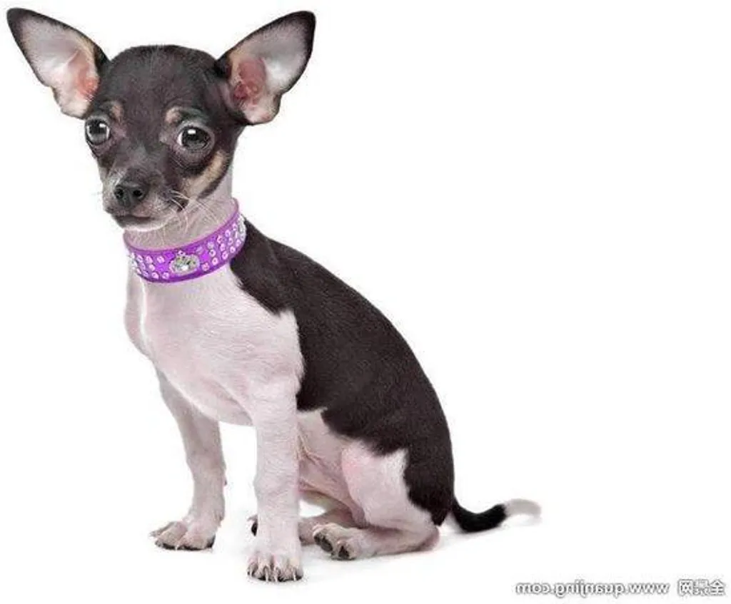 Petit collier en cuir PU violet avec cristaux brillants pour chat et chien