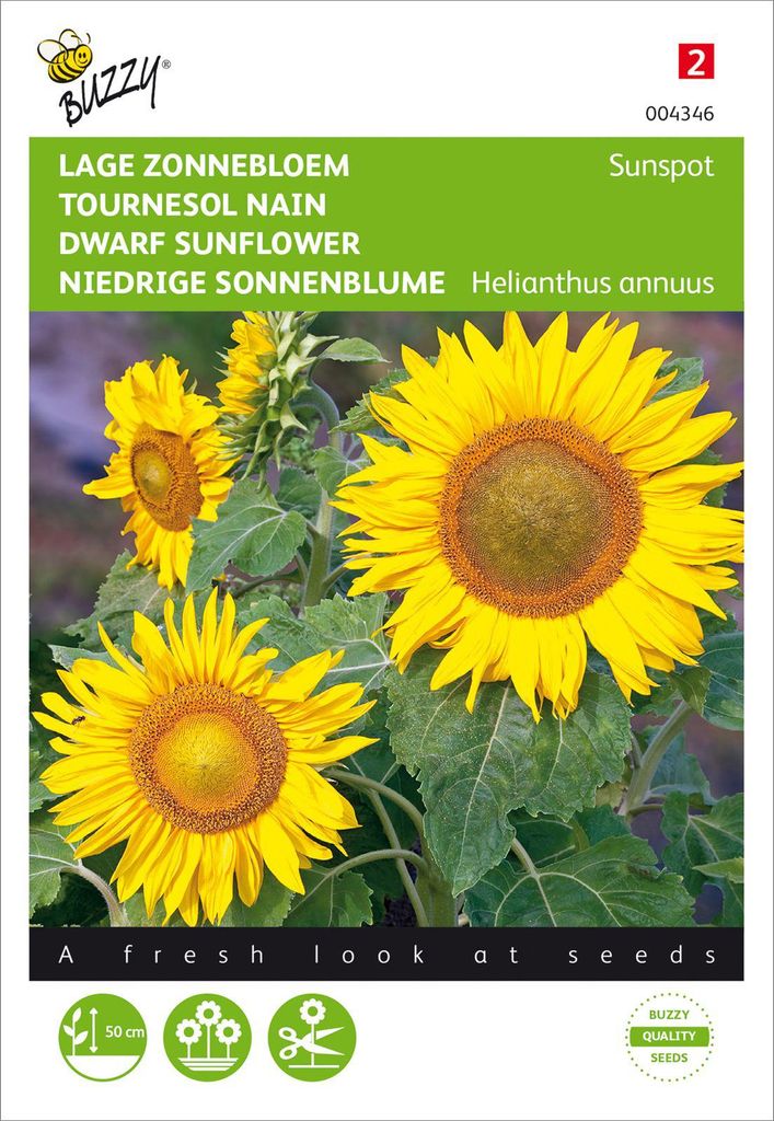 Niedrige Sonnenblume Sunspot gelb | Sonnenblumensamen von Buzzy Seeds