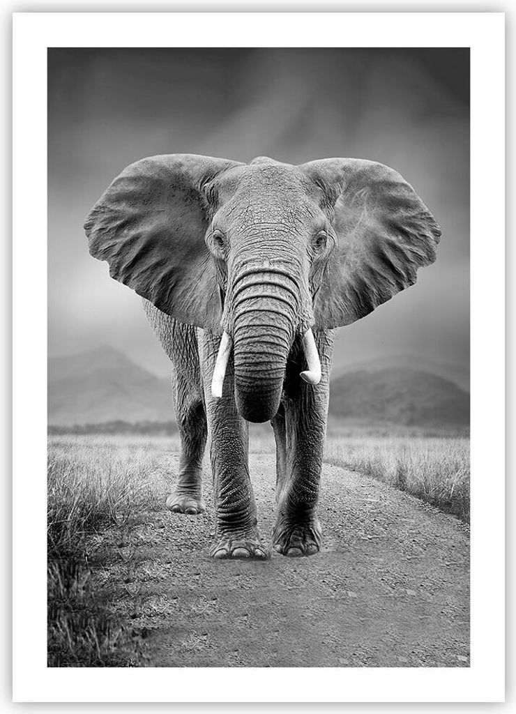 Poster - Poster ohne Rahmen - Elefant Wildnis Natur - 50x70 Produktbild 
