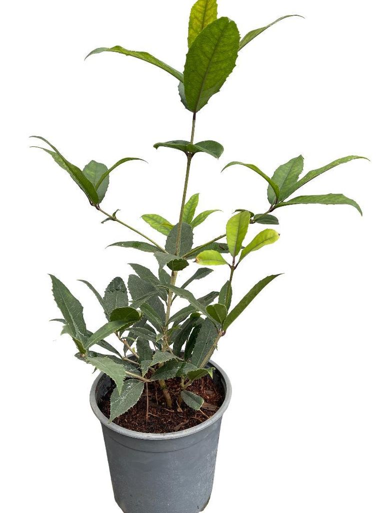 Osmanthus armatus - Fleur odorante chinoise 30- 40 cm - Image du produit 