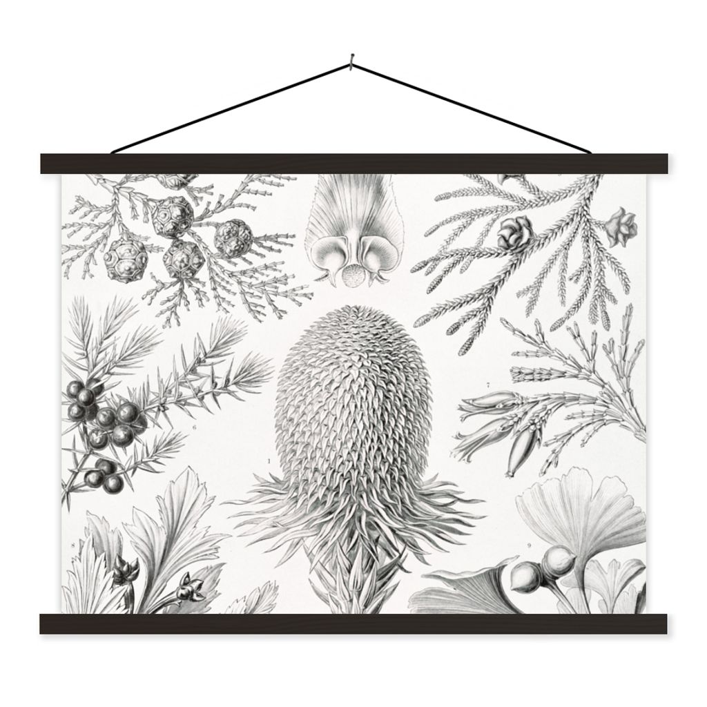 MuchoWow Textilposter Koniferen - Ernst Haeckel - Kunst - Retro - Illustration - Natur 150x113 cm mit schwarzem Rahmen - Wohnzimmer