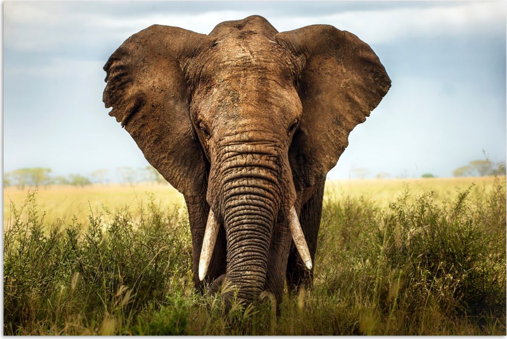 MuchoWow Poster Elefant - Gras - Tiere - Natur 180x120 cm - Fotoplakat