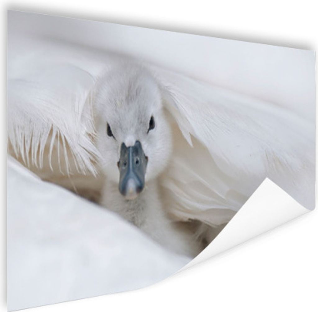 MuchoWow Poster Schwan - Küken - Weiß 120x80 cm - Bilder