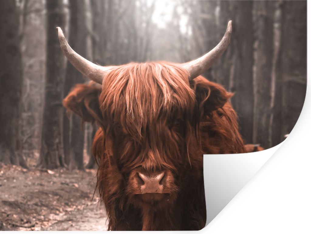 MuchoWow Wandtattoo Wandsticker Wandaufkleber Schottischer Highlander - Tiere - Wald 160x120 cm Selbstklebend und Repositionierbar - Selbstkleben...